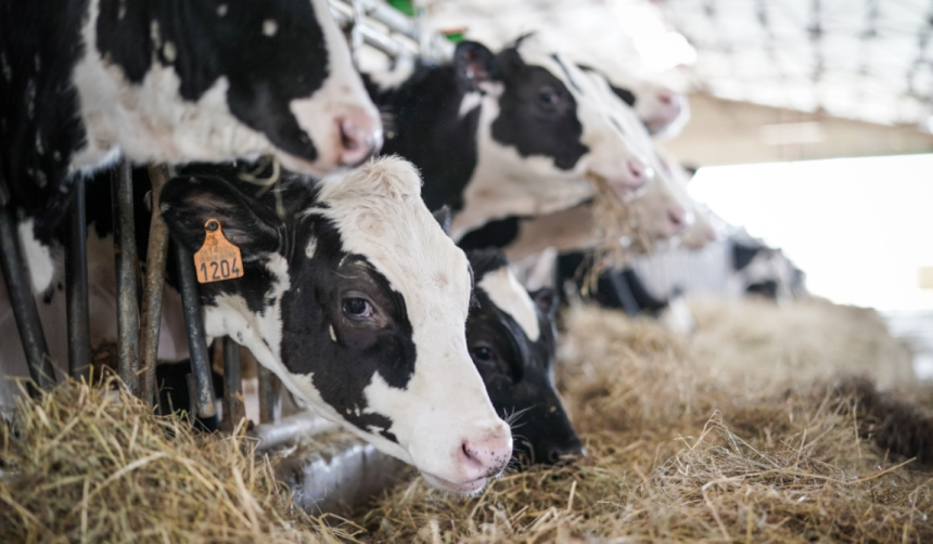 Lecheros advierten caída en la producción de leche y encarecimiento de insumos hasta el 100%