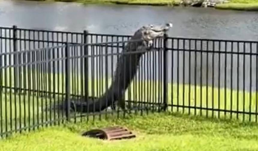 Graban a un enorme caimán cuando trepaba una cerca 