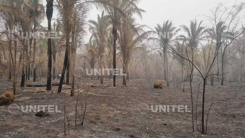 Palmeras de cusi quemadas por el incendio.