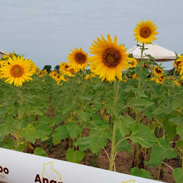 En el Día Nacional del Girasol, productores destacan su importancia y lo que genera de exportación para el país