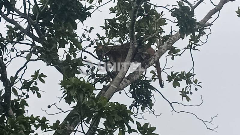 El puma estuvo durante horas en la copa de un árbol el jueves
