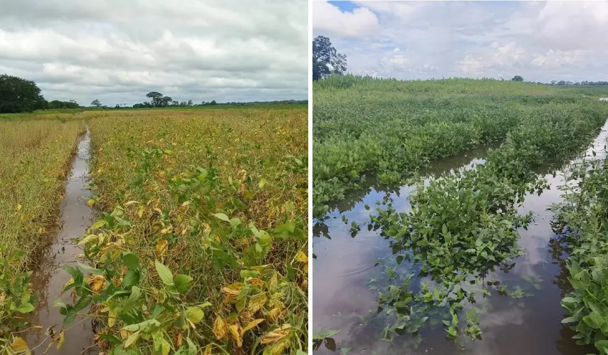 Lluvias golpean al agro: Anapo estima merma de 400.000 toneladas en la producción soyera de verano