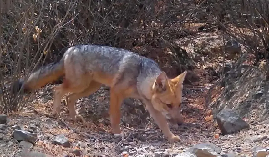 Localizan al menos 13 especies de animales silvestres en la zona del cerro San Pedro y piden protección ante avasalladores