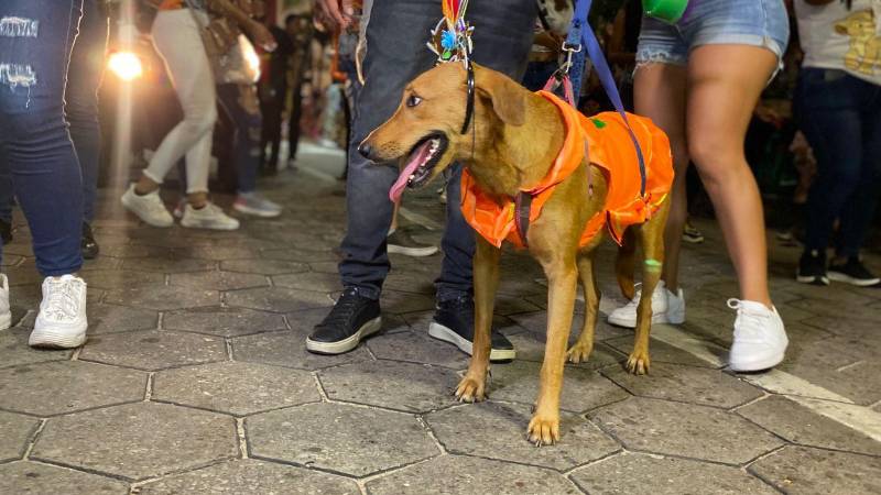 Mandy, la perrita rescatada