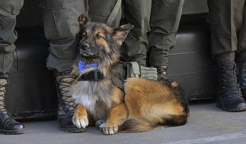 Rex, el perro que participó en los desbloqueos, recibe el grado de subteniente y se incorpora a la Policía Boliviana