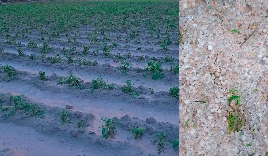 Intensa granizada afecta 80 hectáreas de cultivos y 180 familias en Cochabamba