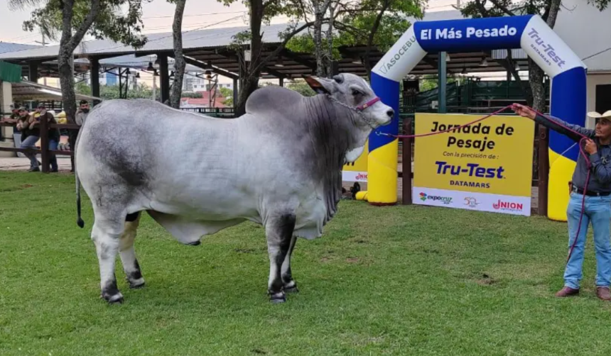 Este domingo se conocerá al animal “más pesado” de Expocruz 2025