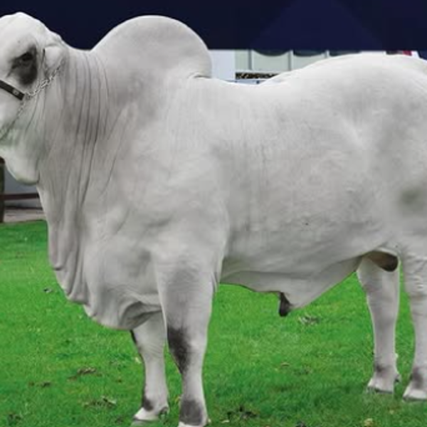 Agropecruz 2026: Satoshi FIV Sausalito se corona como el más pesado de la raza Nelore Mocho