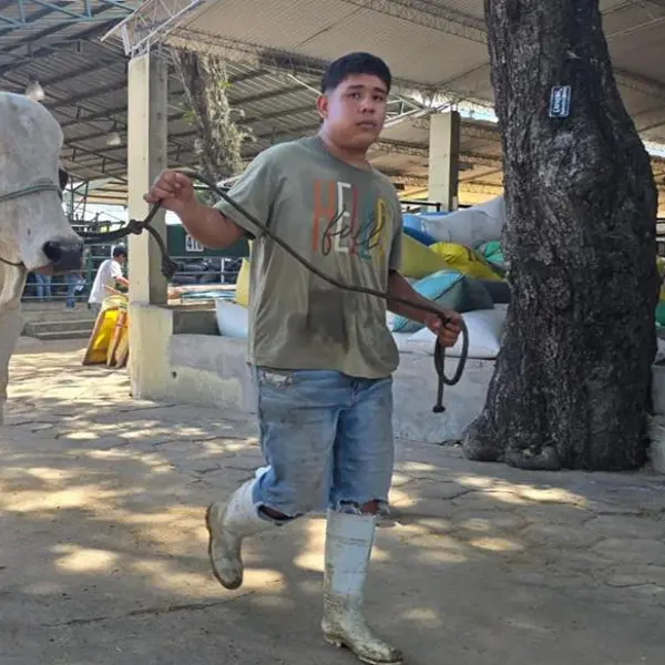 Agropecruz inicia actividades con el ingreso de 420 bovinos cebuinos al predio ferial