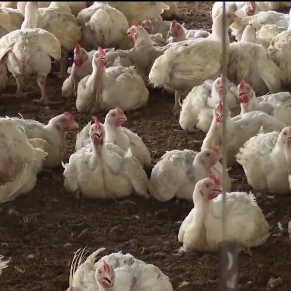 Avicultores: Pese al bajo precio del pollo, en Santa Cruz hay menos demanda