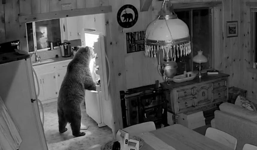 El invitado inesperado: oso se instala cinco horas en una cabaña para devorar de todo 