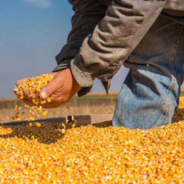 Concluye la cosecha de maíz y productores advierten déficit de 500.000 toneladas