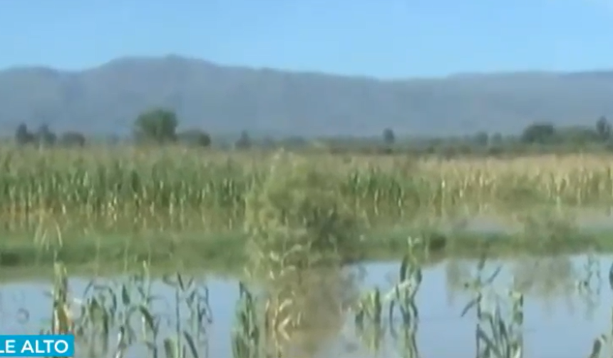 Cultivos de maíz, alfalfa y papa están inundados a causa de las lluvias en municipios de Cochabamba