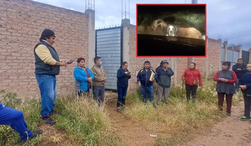 Vecinos denuncian que perros atacaron y mataron a una mascota, piden la presencia de Zoonosis