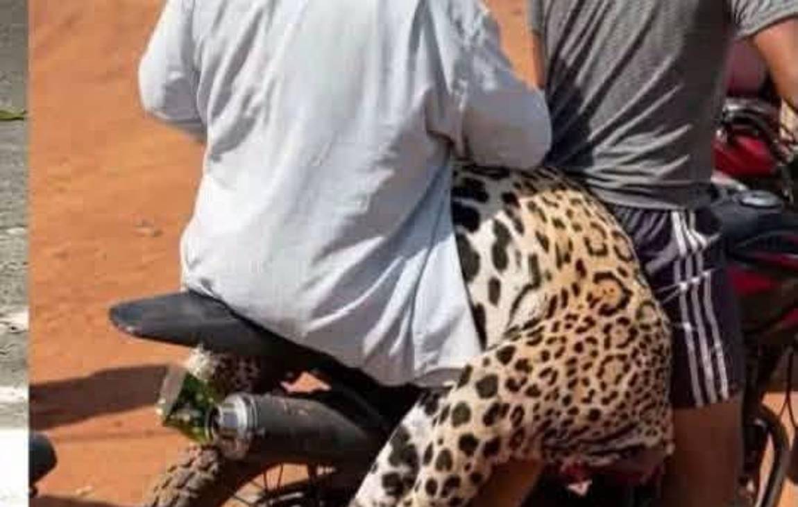 Aprehendido por matar a jaguar en Beni será imputado por al menos cuatro delitos 