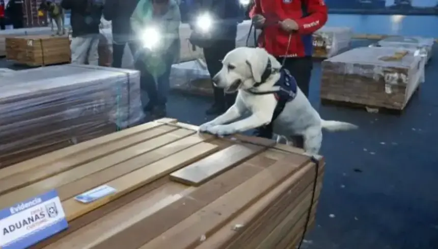 Caso maderas: Oviedo denuncia que Fiscalía de Chile se negó a entregar muestras de la madera incautada