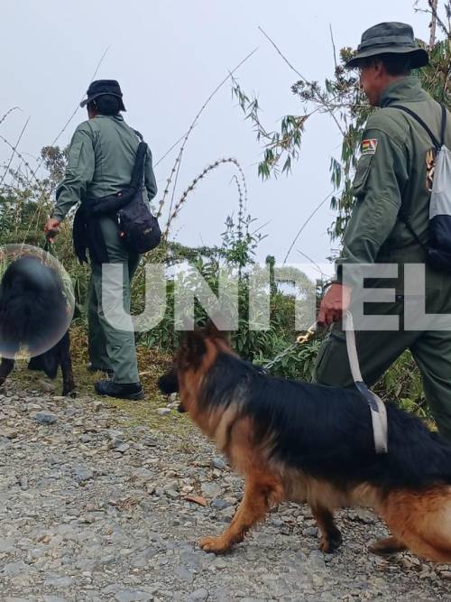 Efectivos y canes buscan a Odalis. 