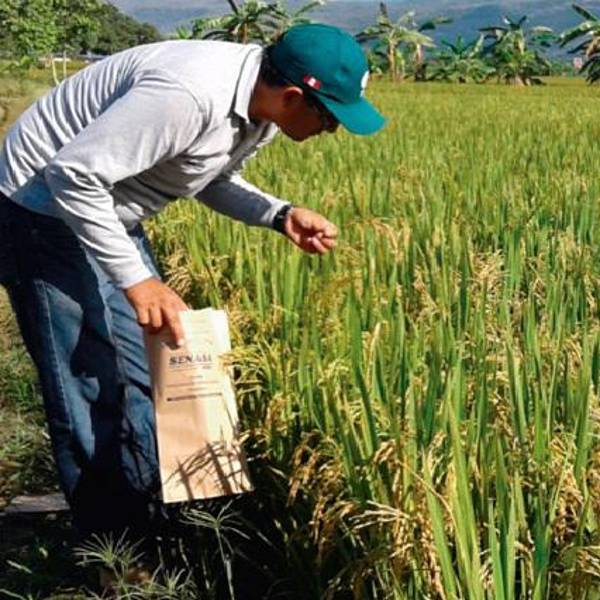 Falta de diésel frena la siembra de arroz en Beni y genera alerta entre los productores