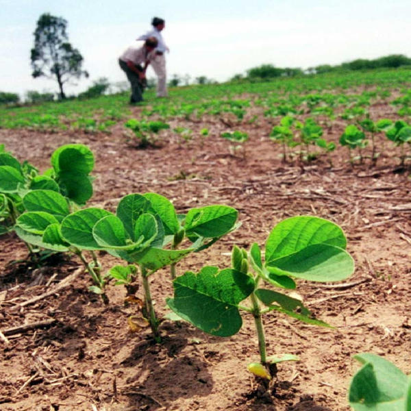 Costos de producción de soya suben hasta un 60% y la situación se torna insostenible para pequeños productores