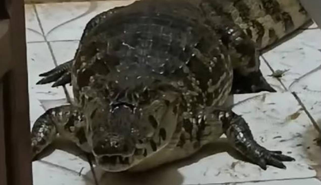 Video: Un lagarto se metió al baño de una casa en Trinidad 