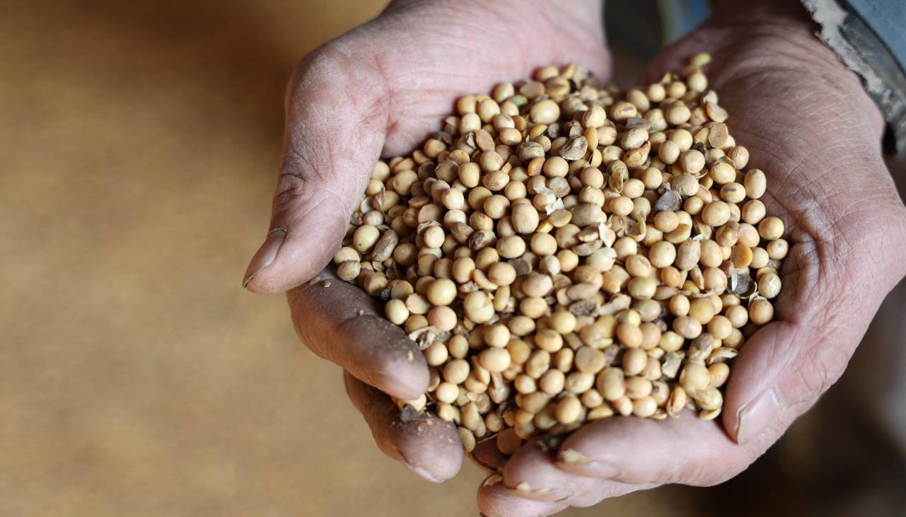 Exportación de soya y sus derivados cayó casi $us 124 millones entre enero y julio, según el INE
