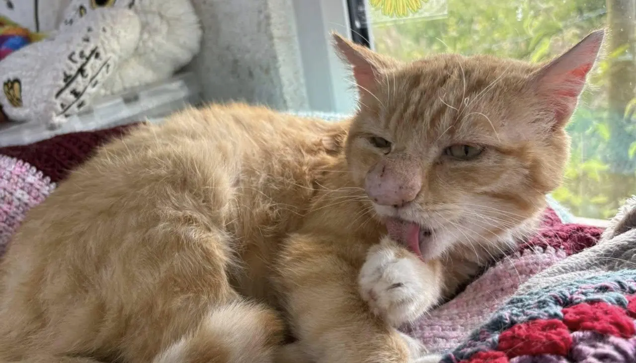 Barney Bubbles, el gato “narizón” que se volvió viral por su peculiar nariz y su conmovedora historia