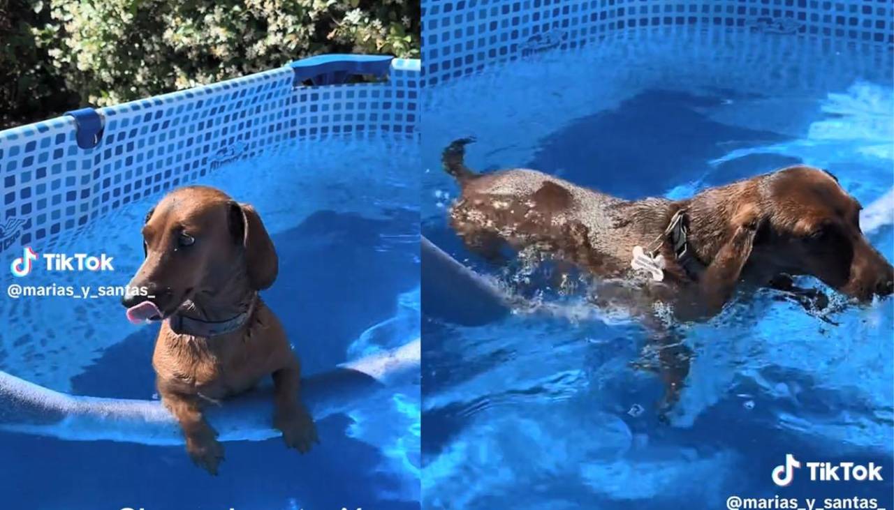 Perrita salchicha causó ternura en TikTok al pasar clases de natación 