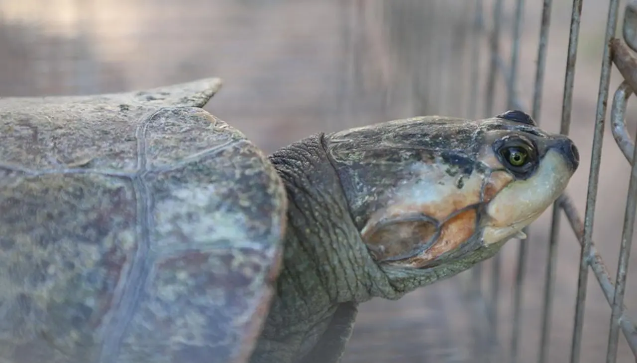 Rescatan a tortugas que eran ofrecidas en El Alto