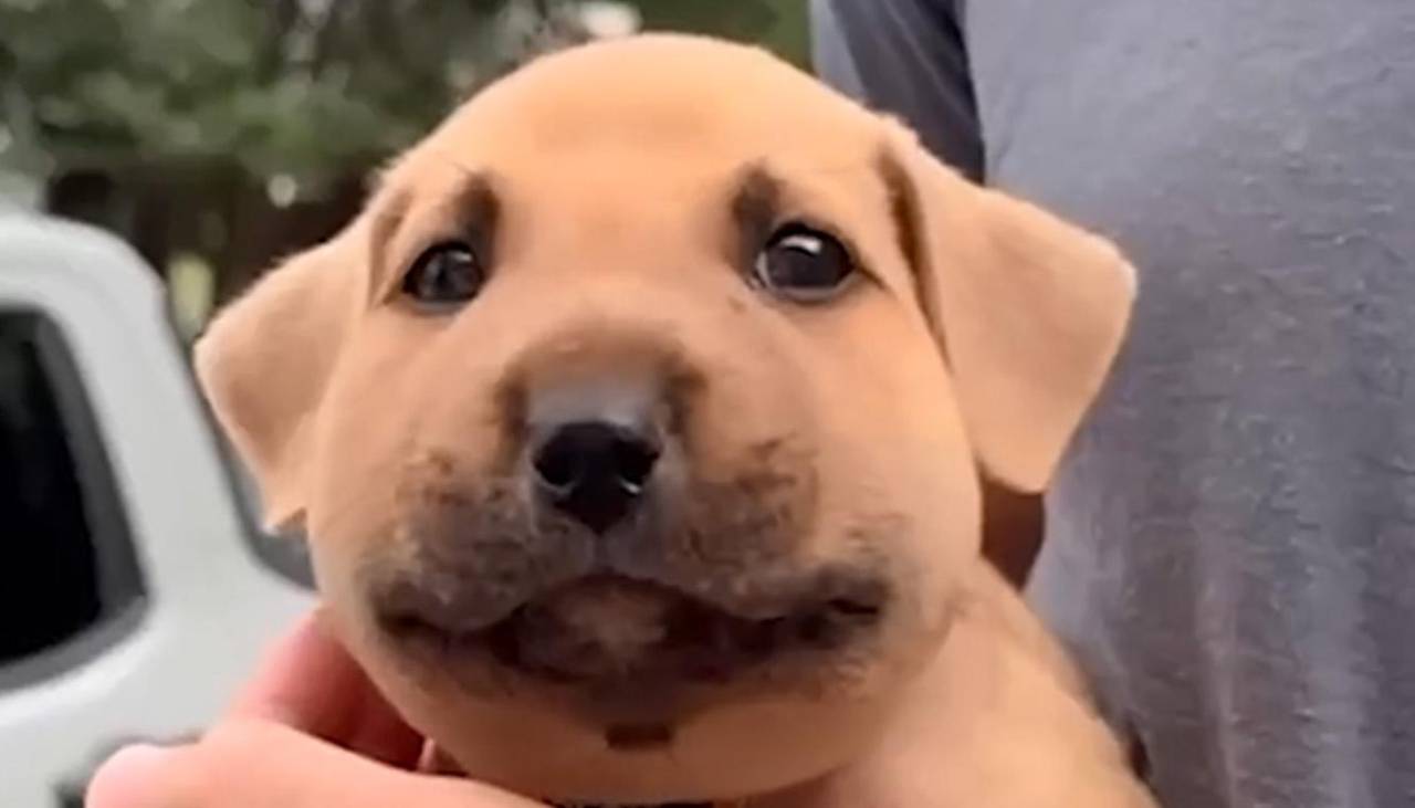 Video: Así quedó la cara de un perrito tras picarle una abeja 