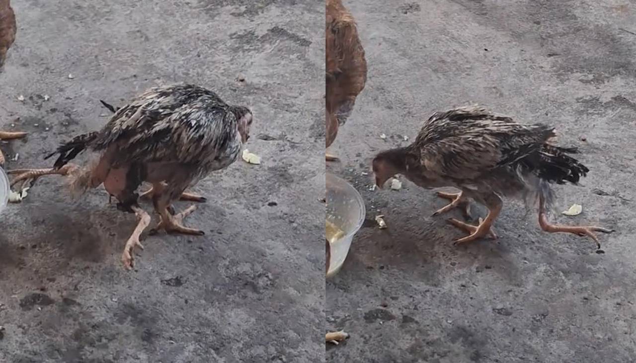 ¡Insólito! Graban a un pollo con cuatro patas
