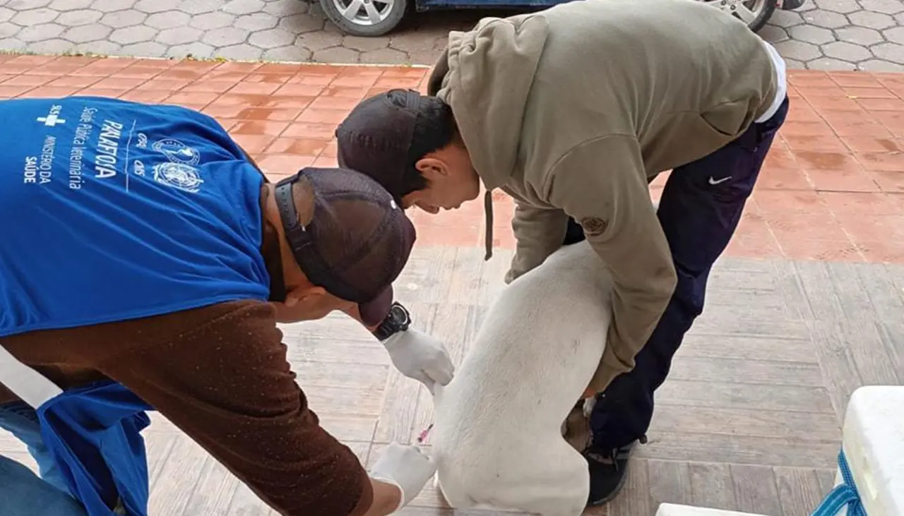 Sedes de Santa Cruz señala que necesita 900.000 vacunas para la campaña contra la rabia