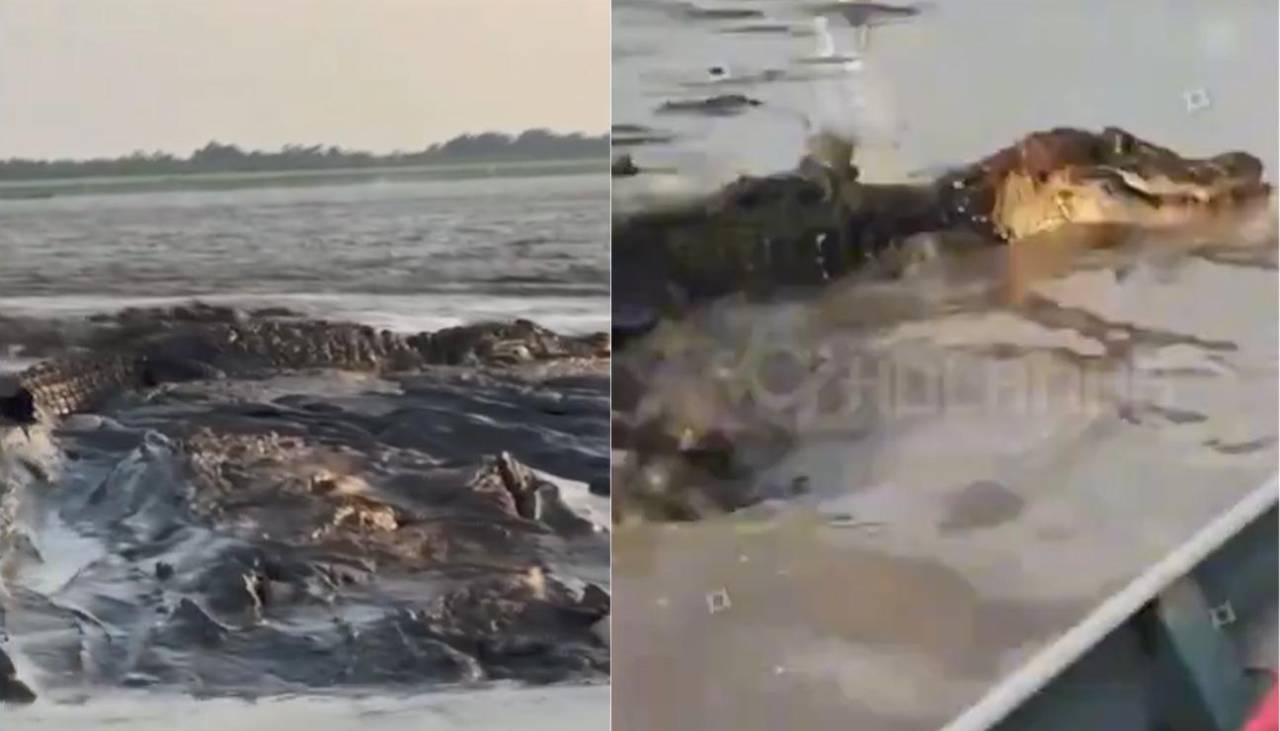 ¡Increíble! Así fue como un pescador cruzó un lago lleno de caimanes en el Amazonas durante una sequía 