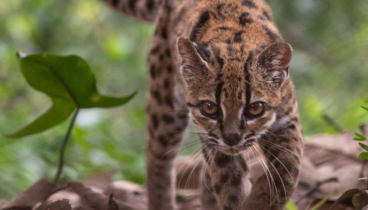 ¿Dónde habita el Tilcayo? La nueva especie de felino descubierta en Bolivia sorprende al mundo