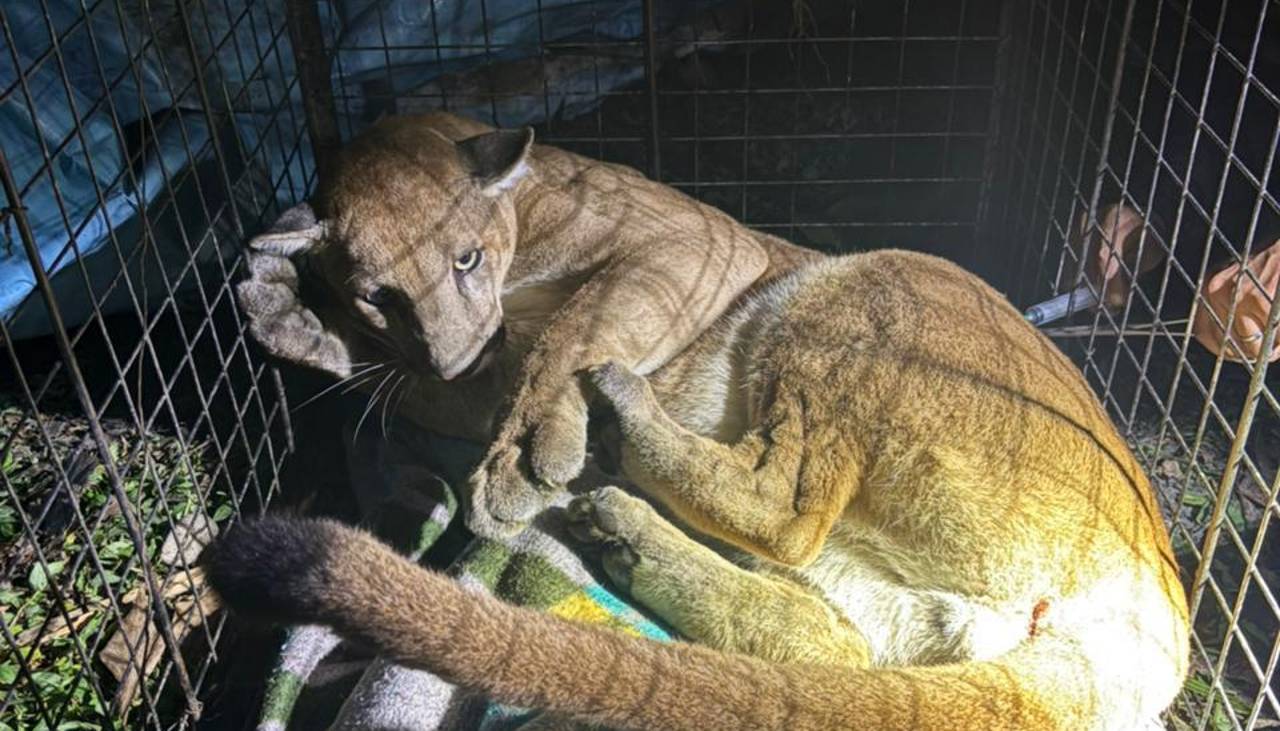 Rescatan a puma que estuvo durante horas en un árbol ante vigilia de la población en San José de Chiquitos