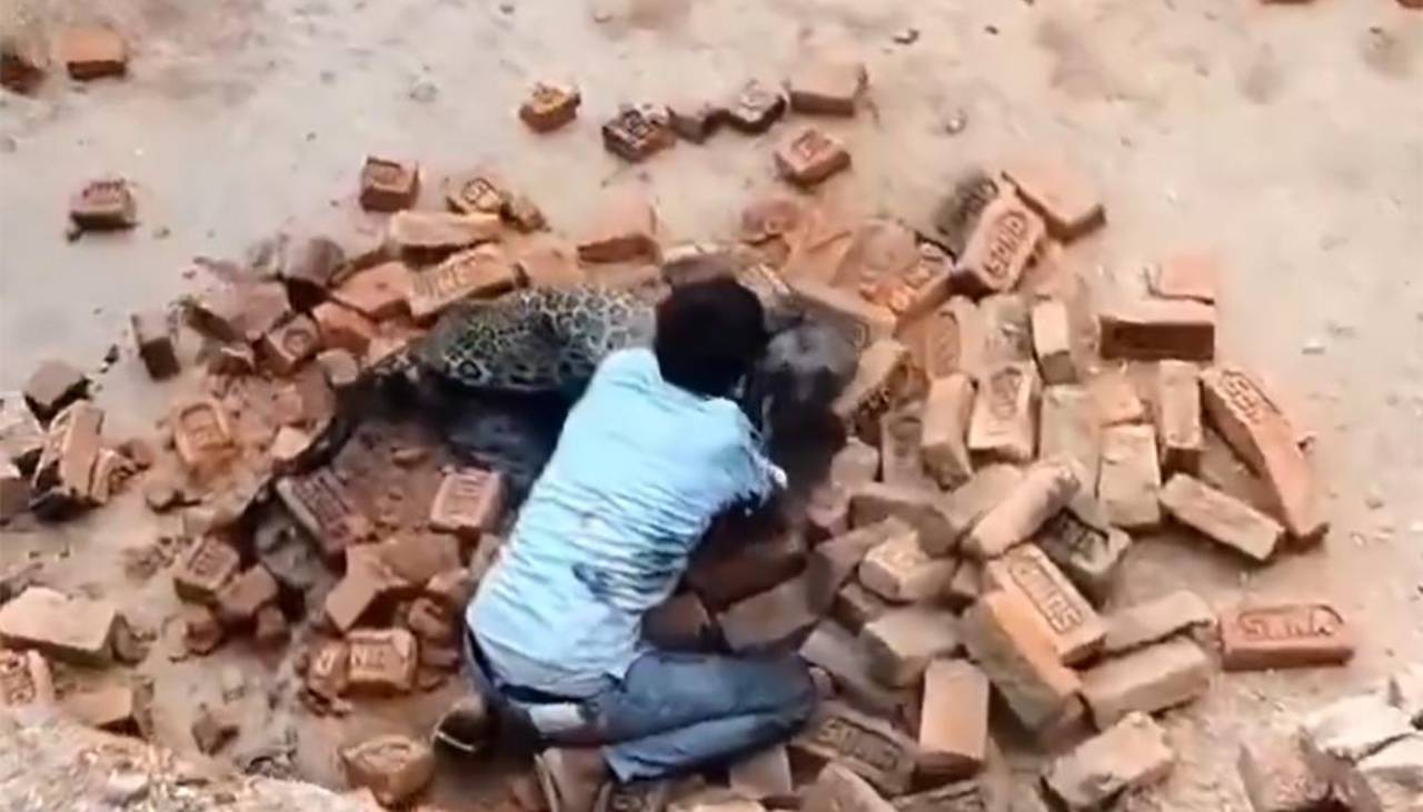 Video impactante: Un hombre pelea con un leopardo, sobrevive y lo hace escapar