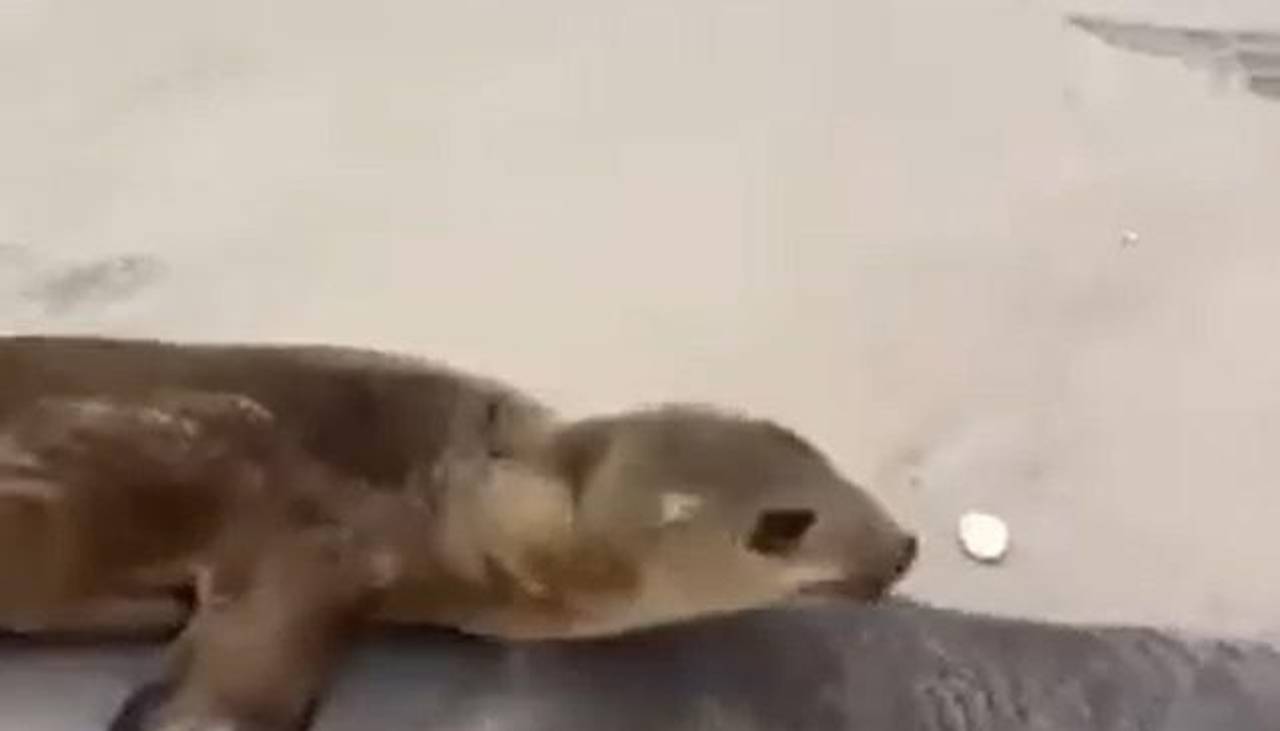 “Adiós mamá”: El emotivo video de una foca bebé despidiéndose de su madre fallecida en orillas del mar 