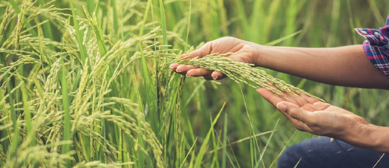 Falta de diésel pone en peligro la producción de 180.000 hectáreas de arroz en Santa Cruz y Beni, advierte investigadora
