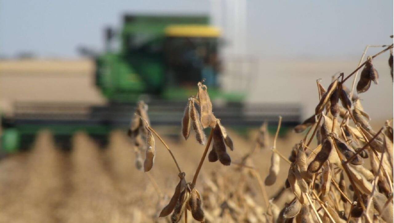 Labores de cosecha de soya arrancan en febrero y productores piden al Gobierno garantizar diésel