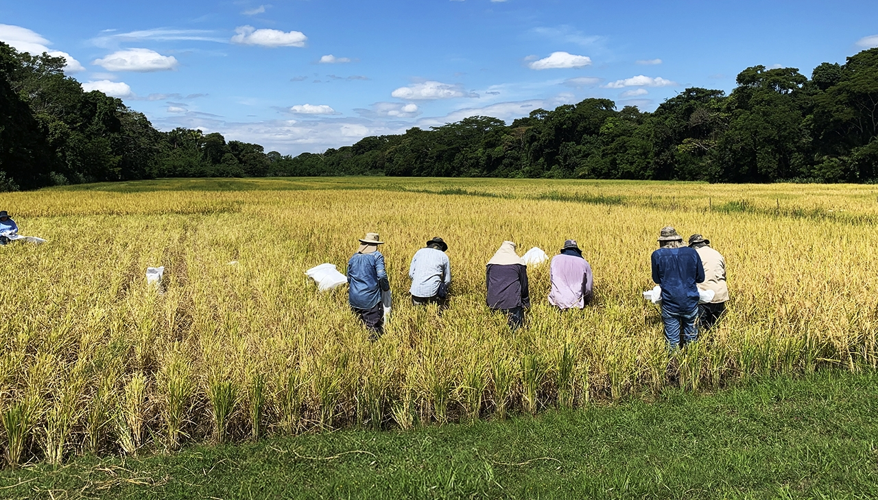 Productores de arroz advierten que solo podrán abastecer a cerca del 50% de la demanda en Bolivia