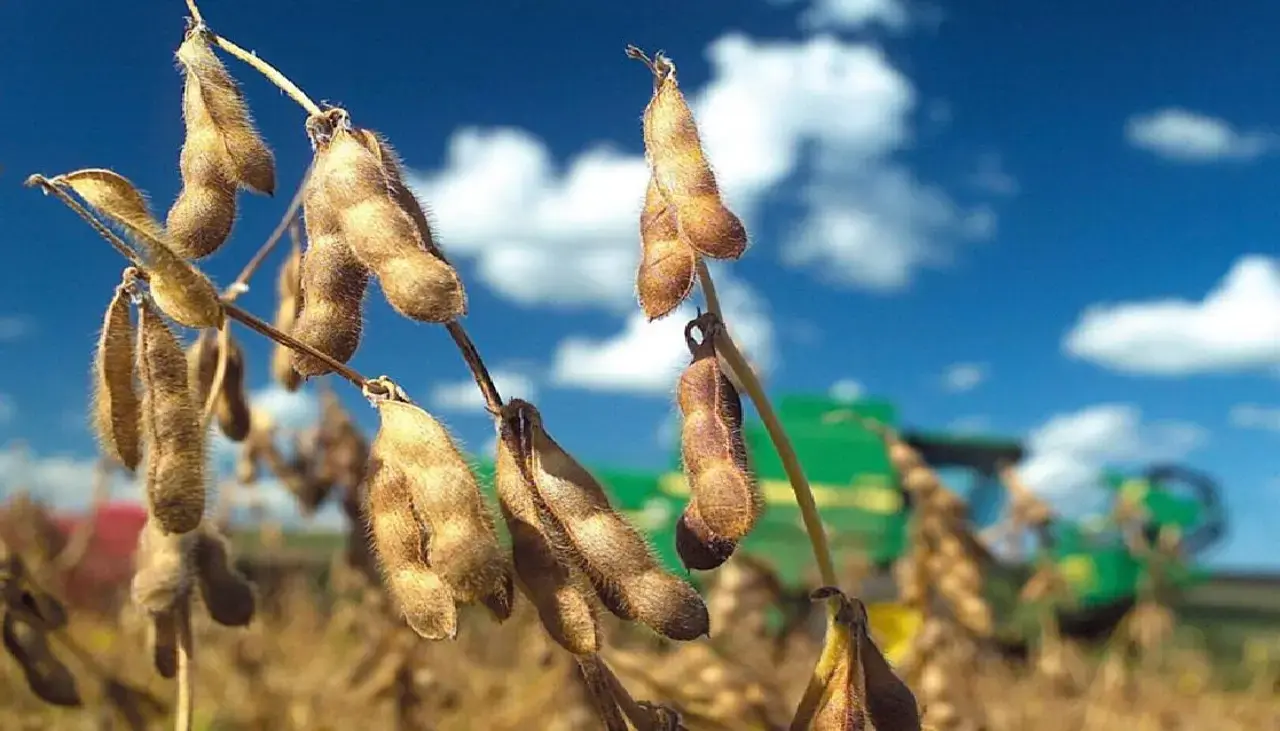 Viceministro confirma que hay preacuerdo para liberar la exportación de soya y anuncia ajustes para priorizar a “productores primarios”