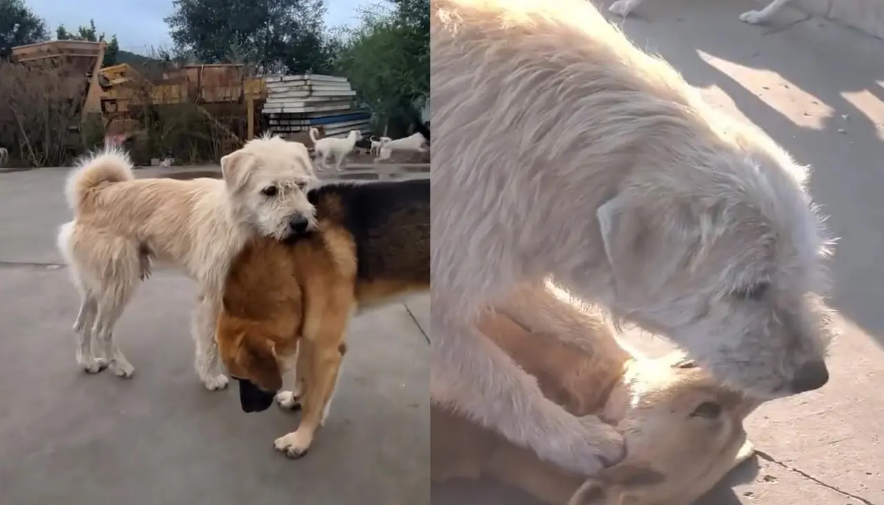 La historia de King Charles, ‘el perro con más aura del mundo’