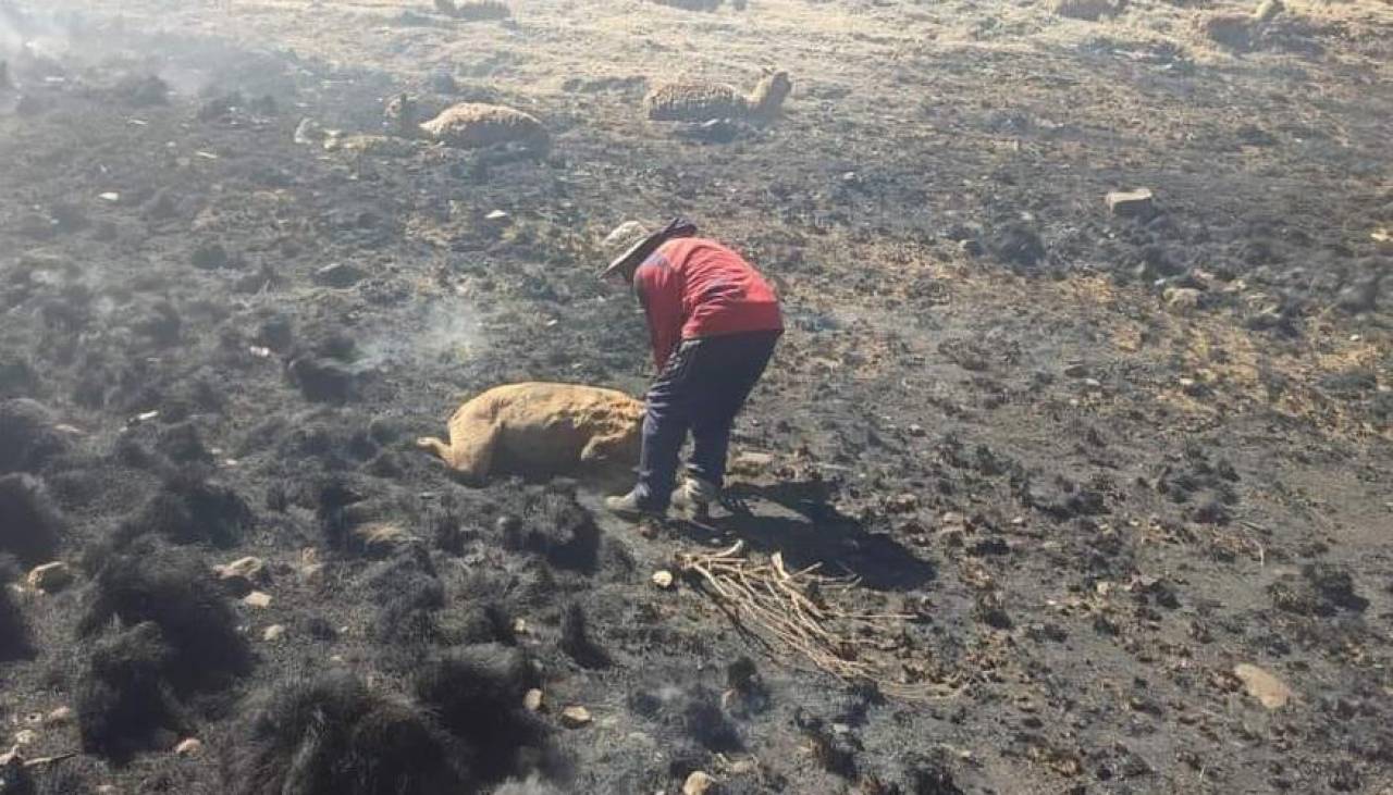 Incendio forestal deja animales muertos y otros con graves quemaduras en Potosí, según Gobernación 