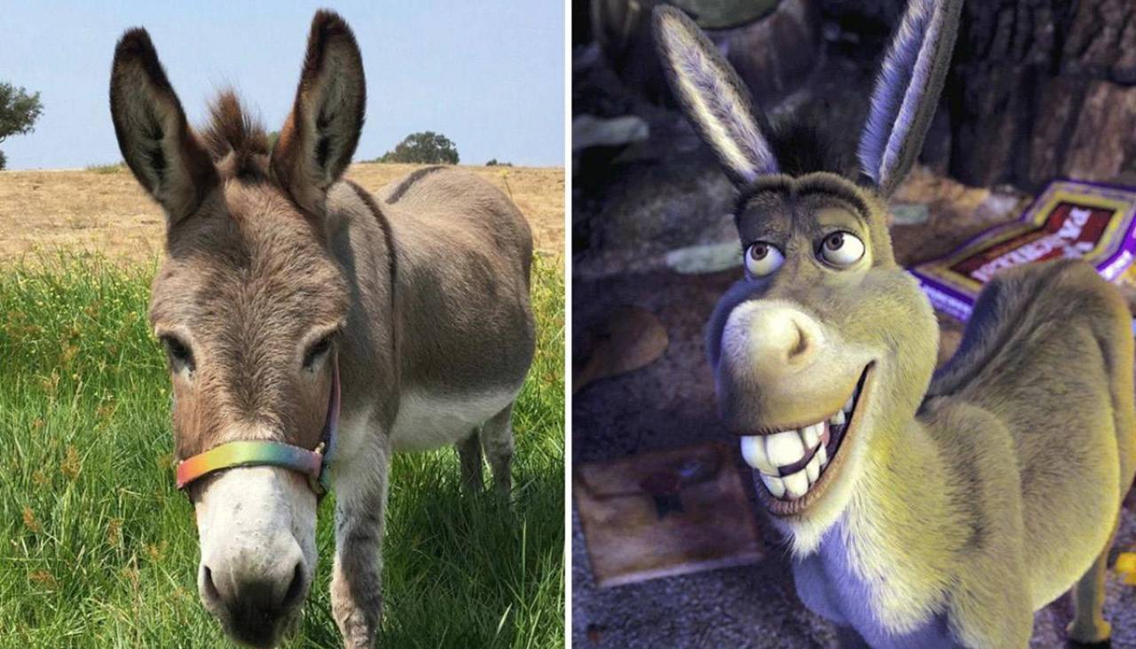 Muere Perry, el asno que inspiró al icónico personaje de Burro en la saga de Shrek