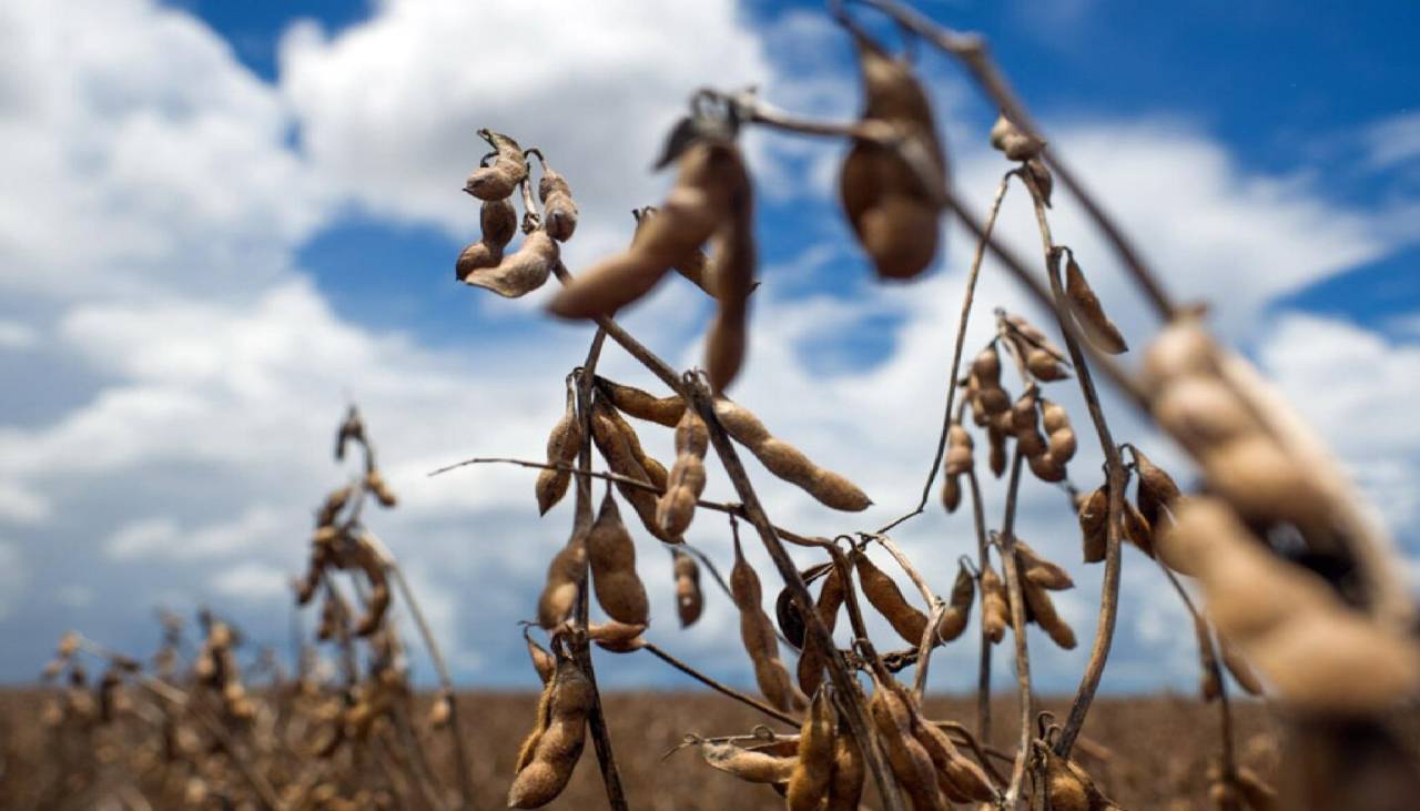 Falta de diésel: Freno a la cosecha de soya significará pérdidas por $us 400 millones, según Anapo