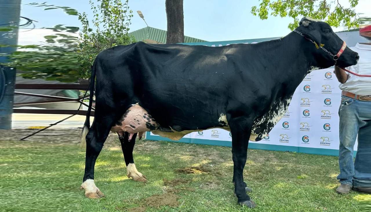 Catalina FIV reina por tercera vez en Expocruz al coronarse como la vaca más lechera