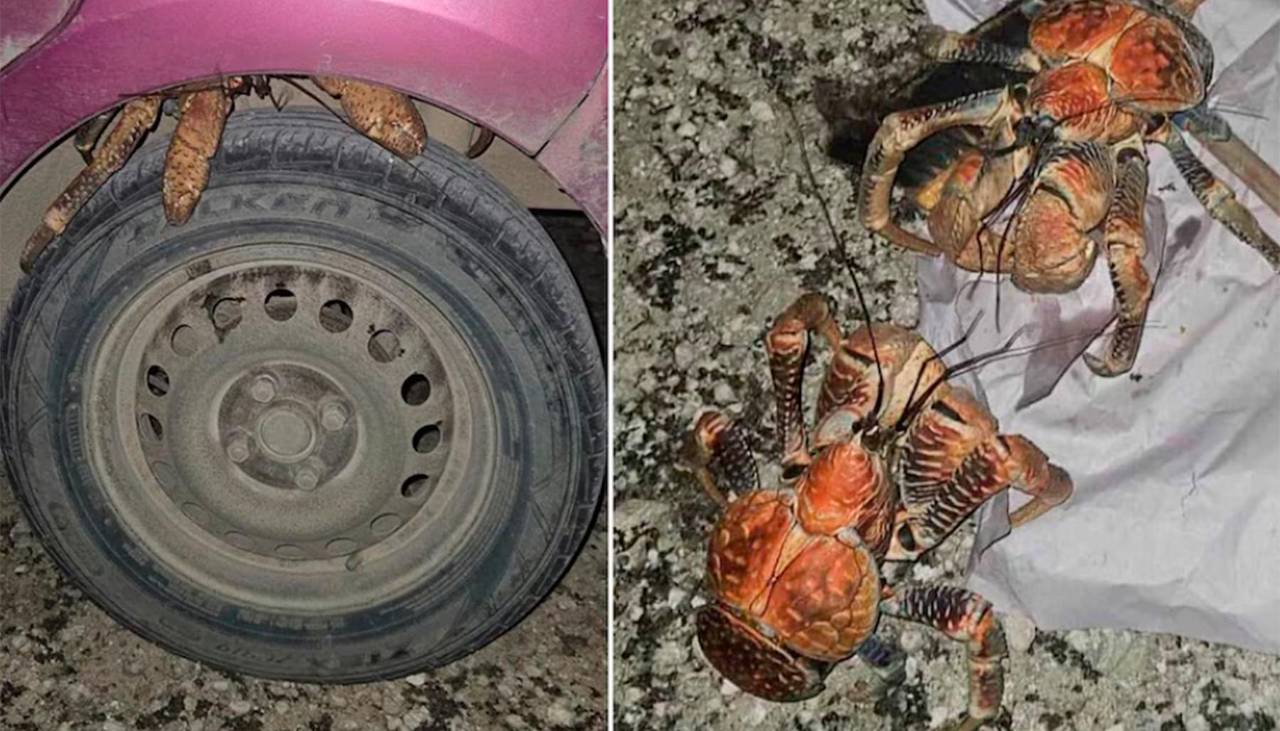 Una joven fue a buscar su auto y encontró algo inesperado que se volvió viral