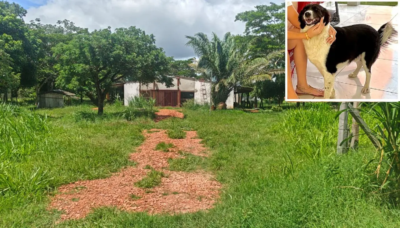 Indignación en Santa Cruz: Hombre es investigado por maltrato animal tras graves agresiones a un perro