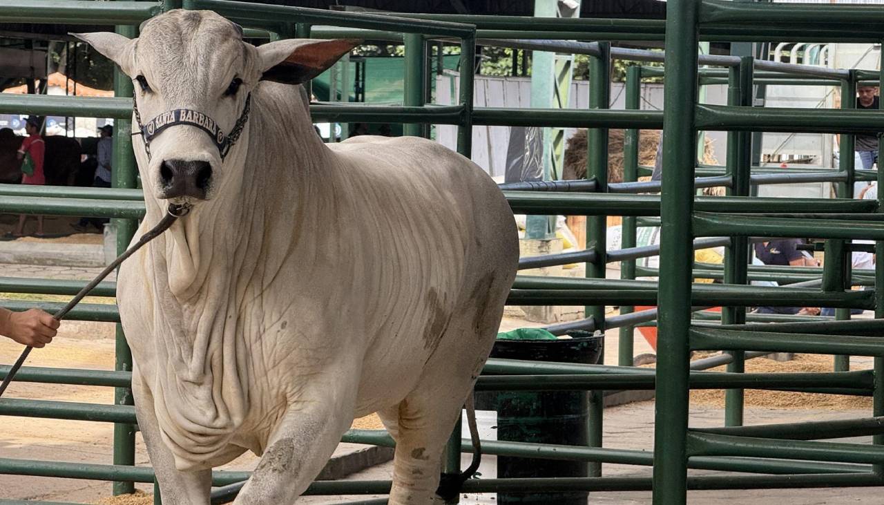 Esta es la agenda del sector pecuario en la antesala de Agropecruz 2026