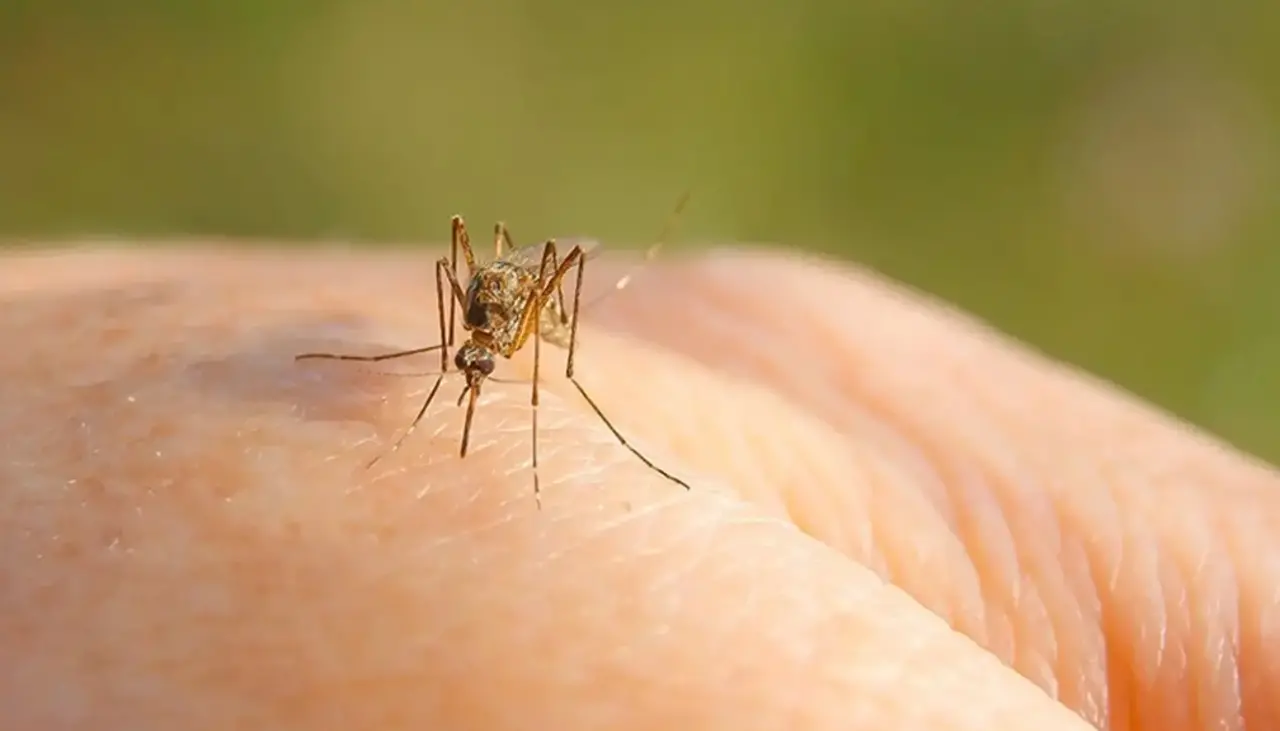Italia suma ya 7 muertos por el virus del Nilo Occidental y refuerza medidas sanitarias