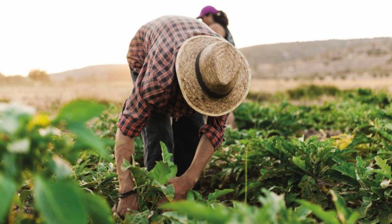 Cámara de Diputados debate un crédito de más de 22 millones de euros para el sector agrícola